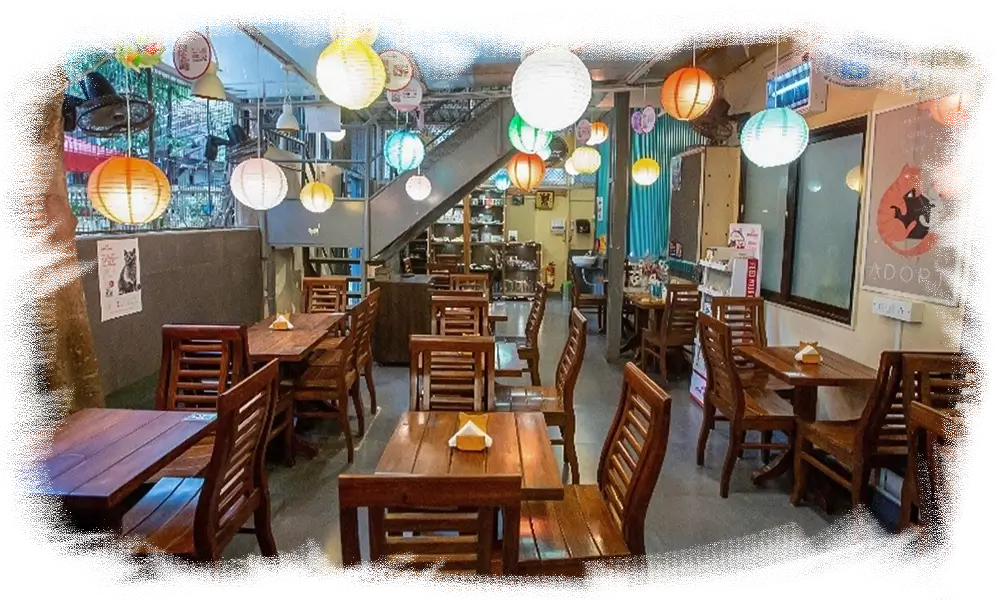 cat cafe studio