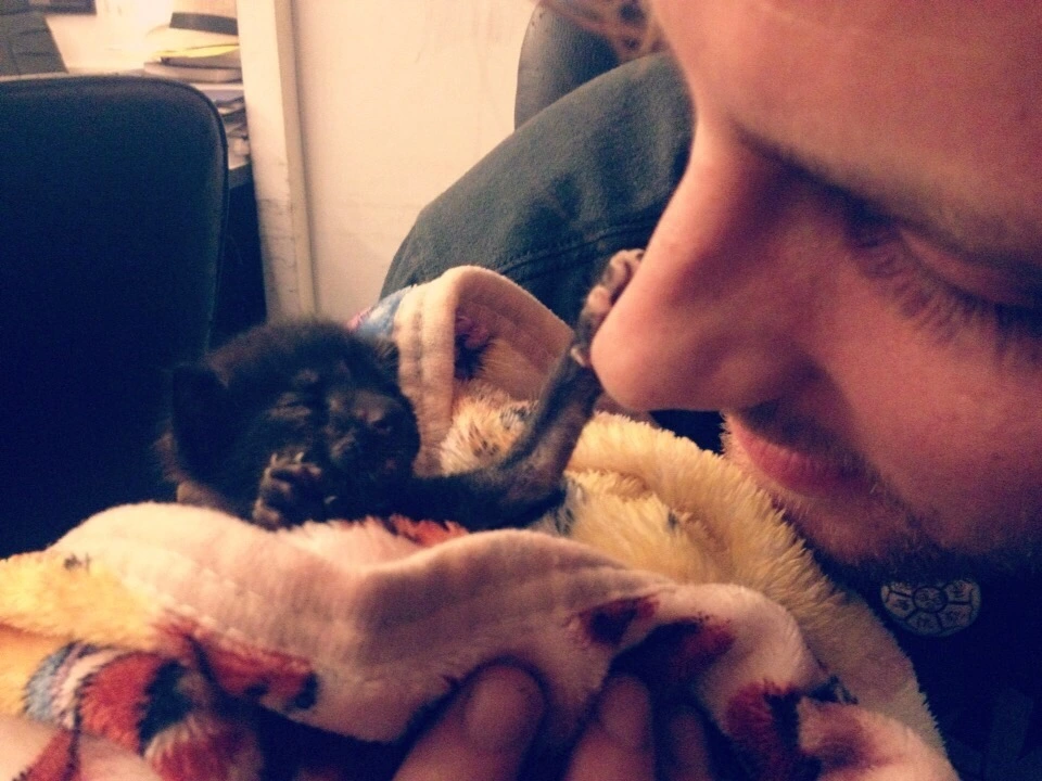 cute kittens for adoption mumbai