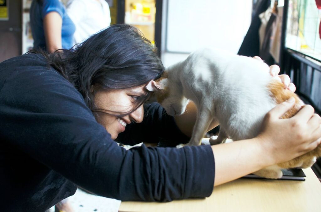 cat adoption mumbai