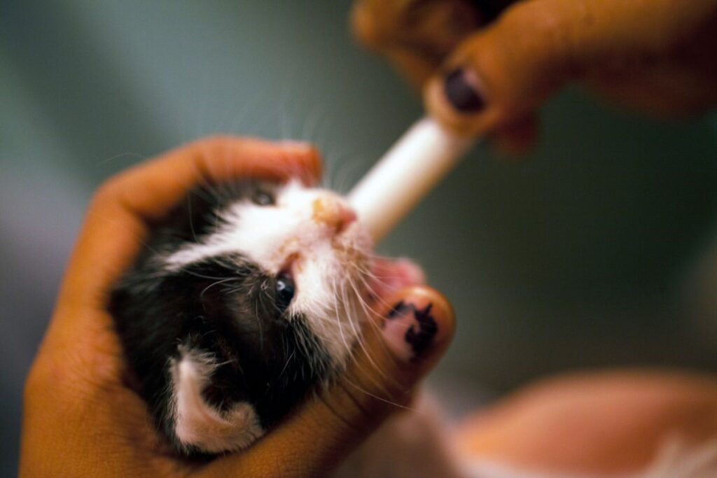 kitten rescue mumbai