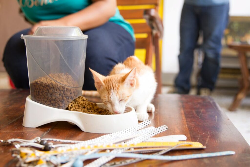 kitten rescue in bombay