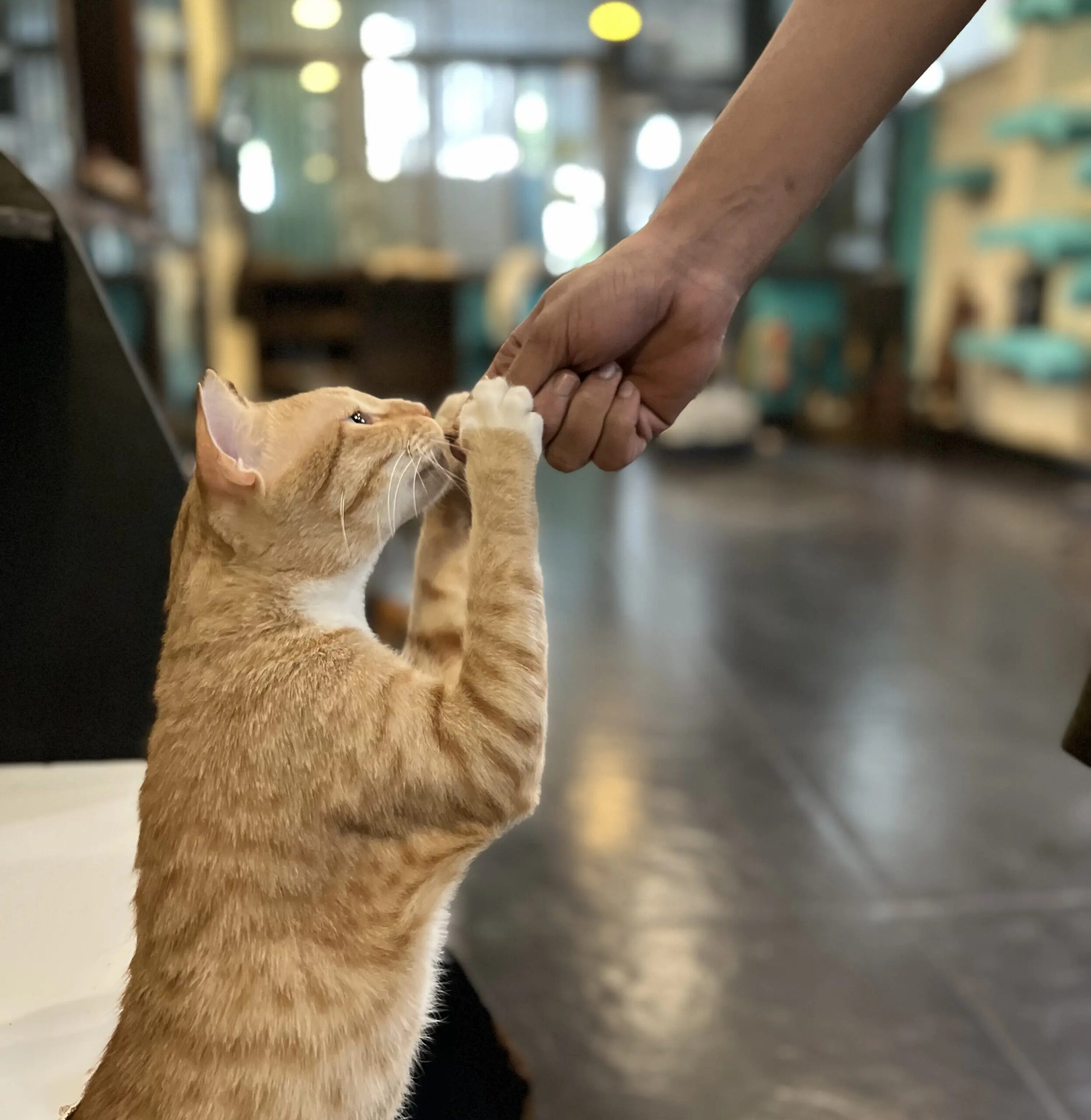 adult cat adoption mumbai