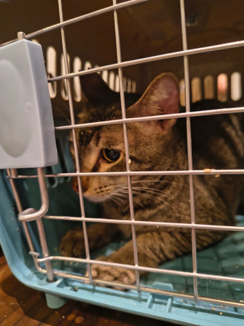 the feline foundation mumbai