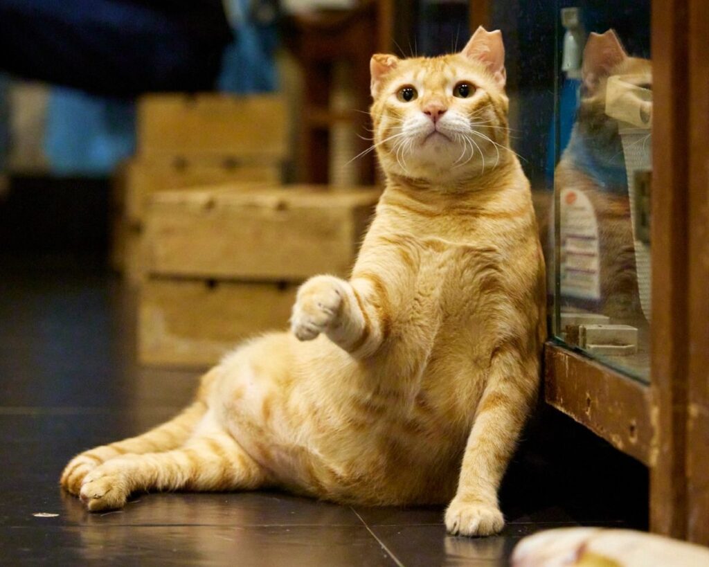 cat cafe mumbai