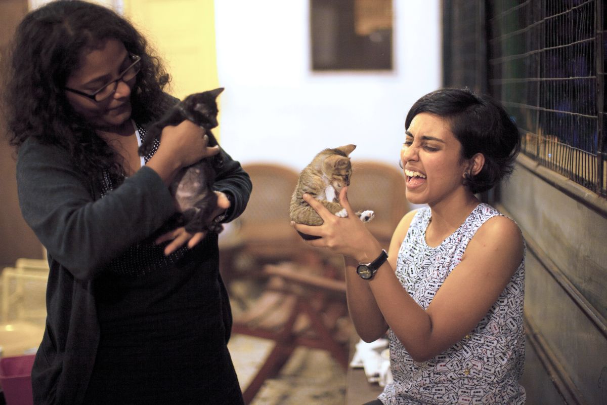 kitten adoption in mumbai